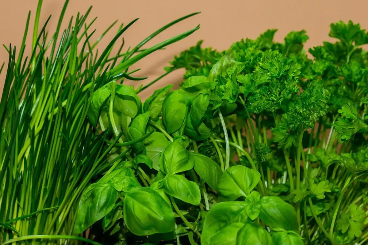 Aprenda como cultivar uma horta na cozinha e tenha ingredientes frescos em todas as suas receitas